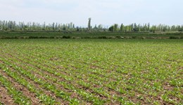 Wainfleet Monitor Farm: Which break crop?